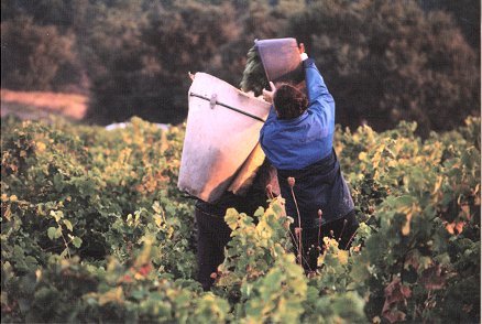 Wine Languedoc Roussillon