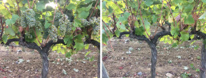 cheninbeforeafter-copie