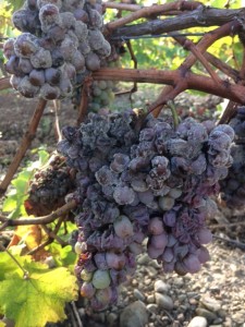 botrytis