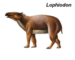 lophiodon