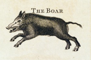 Boar