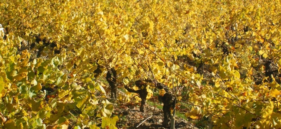 vineyard 2