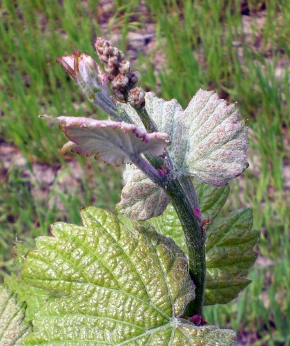 chenin blanc