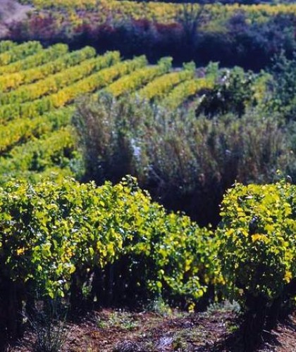 Terroir vignes 2