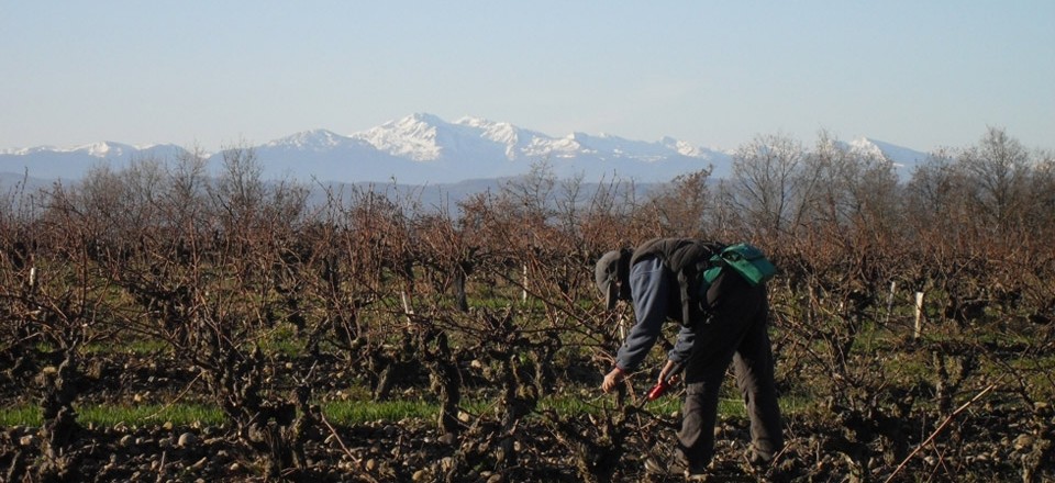 Pruning