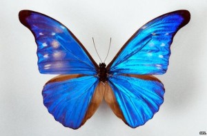 _76132132_z3551404-blue_morpho_butterfly-spl