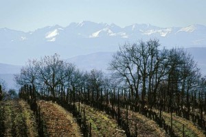 chardonnaywinter