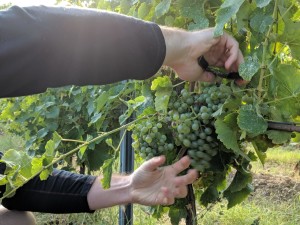 PickingMauzac