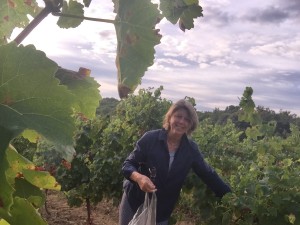 Pre-harvest: early morning collection of grapes to test their sugar and acidity balance