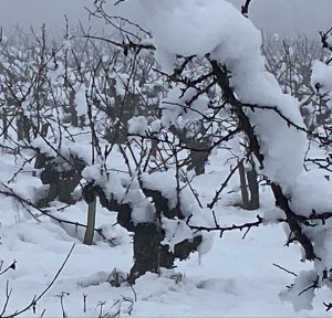 Sunday-driving Mauzac